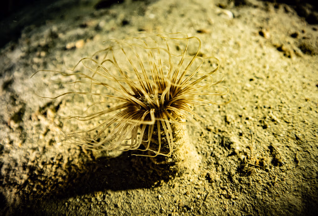 Sea anemone