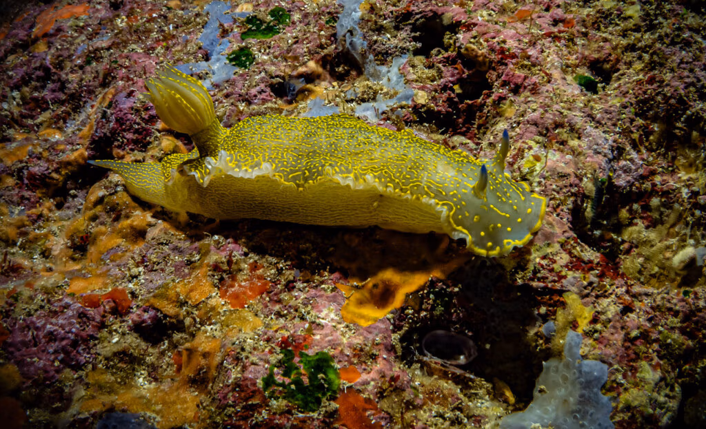 Nudibranch