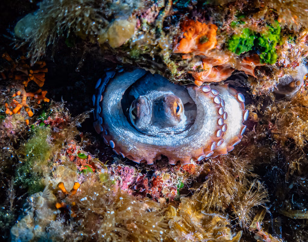 Octopus